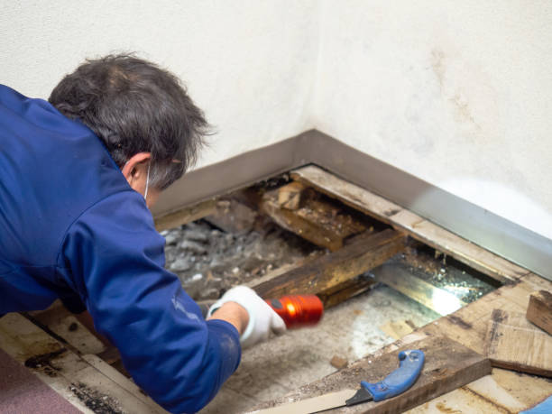 Reliable Macom, IL Mold Remediation Solutions