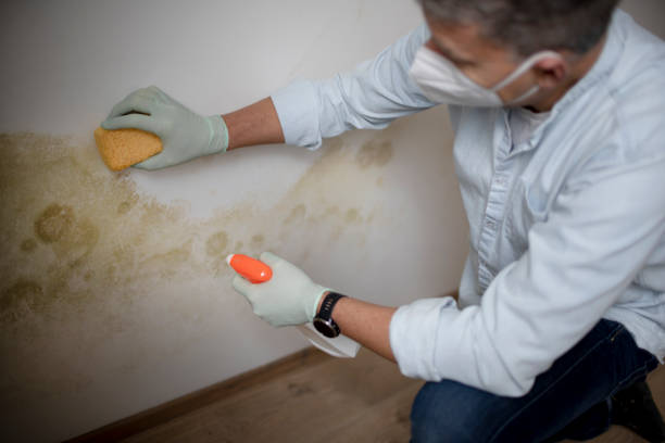 Best DIY Mold Remediation Support Services in Macom, IL