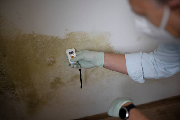 Best Preventive Mold Services in Macom, IL