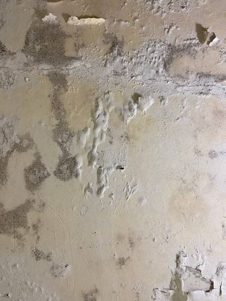 Best Residential Mold Remediation in Macom, IL