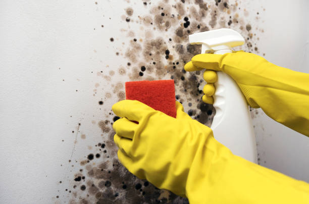 Best Bathroom Mold Remediation in Macom, IL