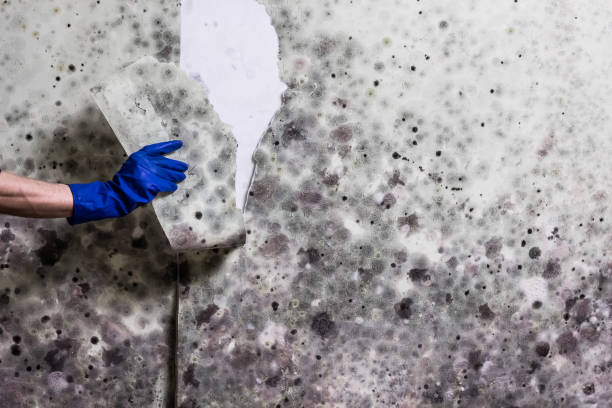 Best Post-Flood Mold Remediation in Macom, IL