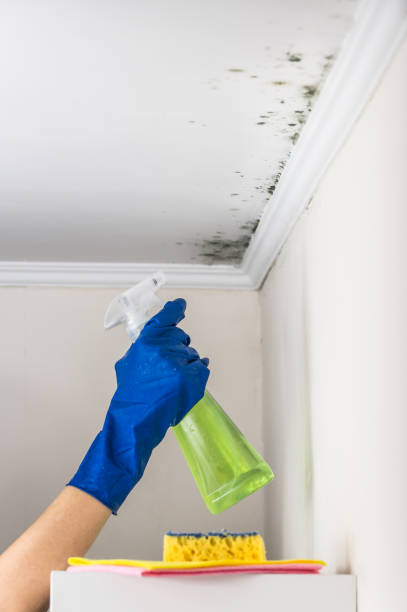 Best Health and Safety Mold Remediation in Macom, IL